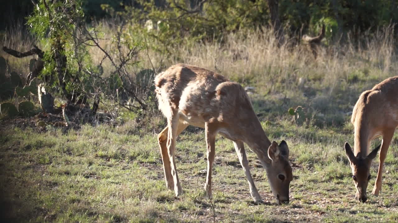 whitetail hace en texas whitetail hace en texas