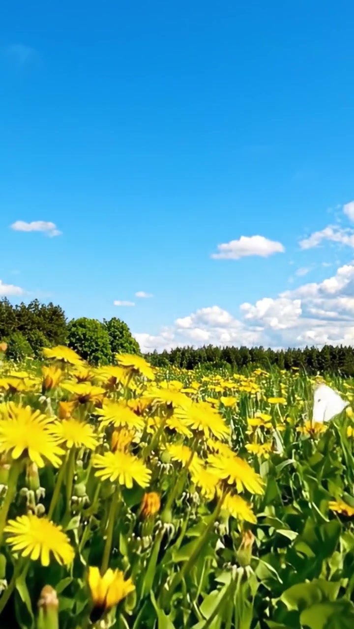 Un vibrante campo di denti di leone gialli sotto un cielo azzurro limpido, circondato da alberi rigogliosi e nuvole bianche e soffici in una giornata di sole splendente.