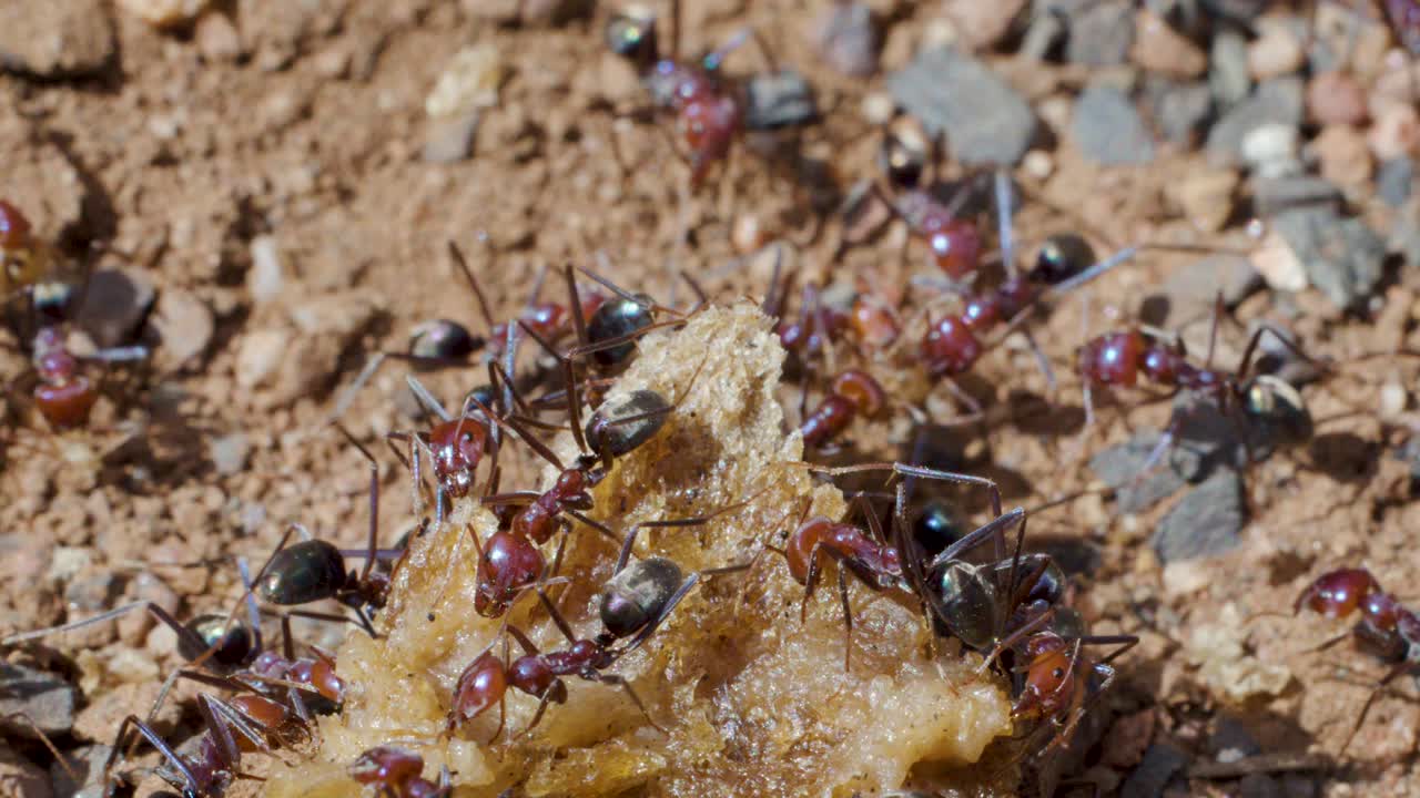Macro close-up of ants working together on food scrap, natural daylight, earthy ground, teamwork