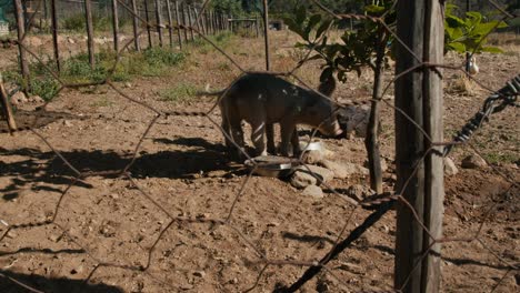 Lechones-Curiosos-Jugando-Y-Comiendo-En-El-Campo-Afrikan