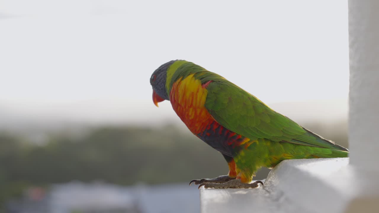 Parrot Loriini arboreal rainbow exotic bird lorikeet species parakeet avian