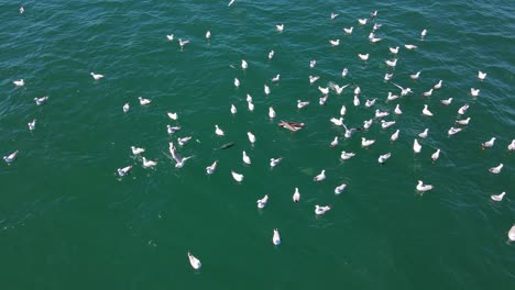 albatross among flock of seagulls floating and eating in the ocean - birds in qld, australia