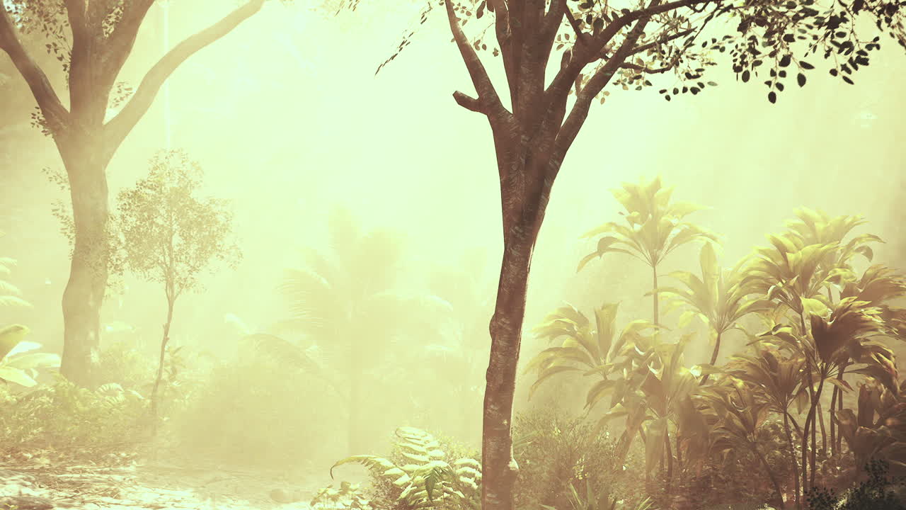 selva tropical con niebla y luz solar