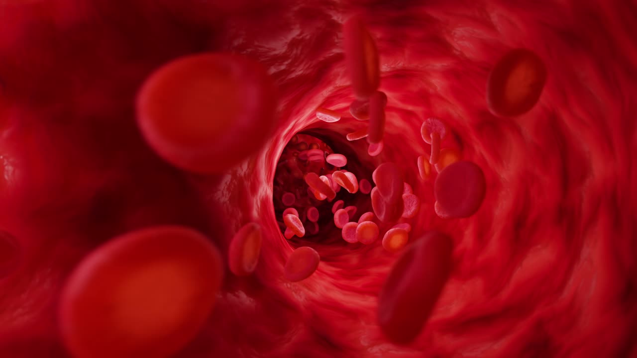 glóbulos rojos en la arteria. animación en bucle infinito.