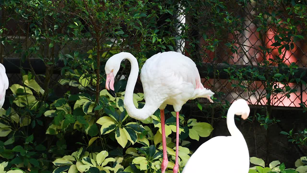 울창 한 정원 에서 상호 작용 하는 플라밍고 들