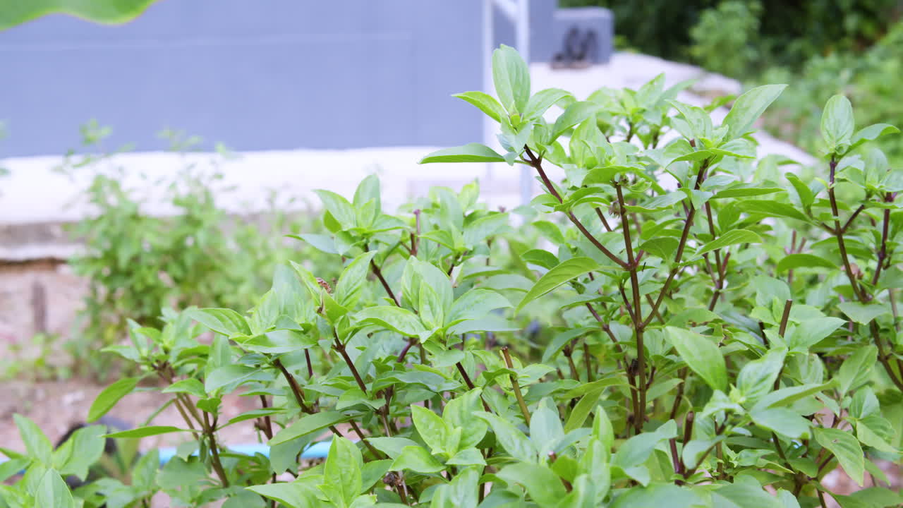 Explore beauty of urban gardens with close-up shots of lush green plants thriving in serene outdoor spaces