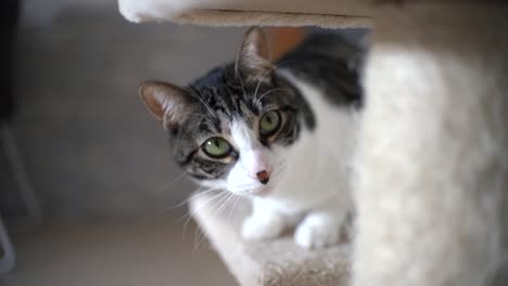 Rascador-Para-Gatos-Jugando-En-Casa-Con-Alfombra-Pequeño-árbol-Para-Gatos,-Base-En-Forma-De-Pata,-Bola-Colgante-De-Juguete-Para-Gatos-Y-Gatitos