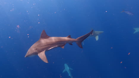 tiburón toro nadando alrededor de otras especies de tiburones en el océano abierto - bucea más profundo - tiro amplio