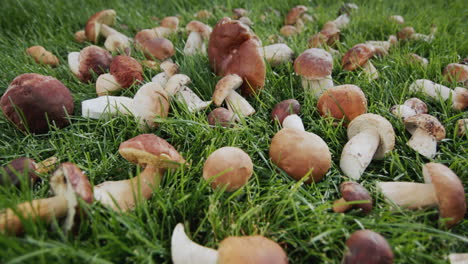 hongos silvestres recién recogidos yacen en la hierba