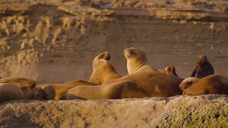 patagonian sea lions standing on the rocky colony at sunset - parallax shot slow motion