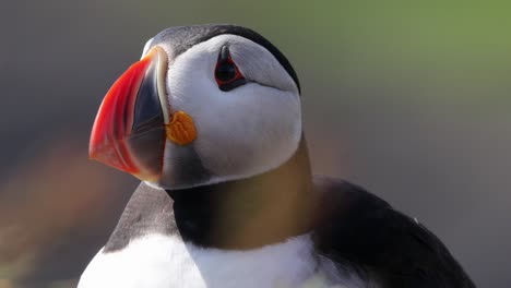 puffin headshot showing colourful bill and turning head, treshnish islands, scotland, close-up