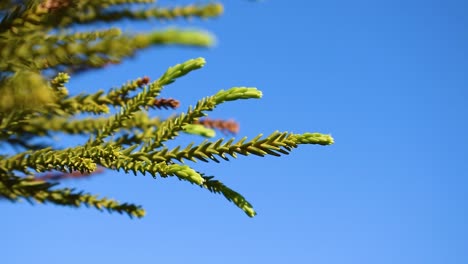 pan close up of a tree branch