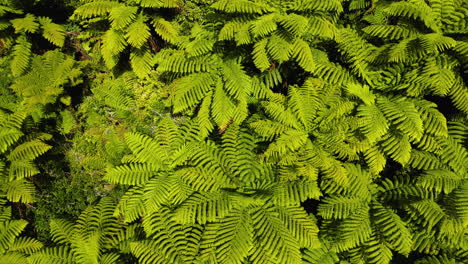 overhead of the fronds of the tree ferns of new zealand