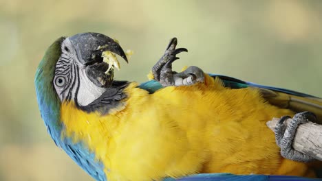 an ara ararauna perched eating food with its claw with beautiful yellow plumage