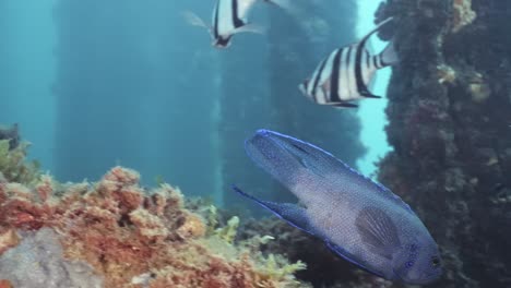 Pez-Diablo-Azul-Del-Sur-Paraplesiops-Meleagris-Endémico-Sur-De-Australia-4k-Cámara-Lenta