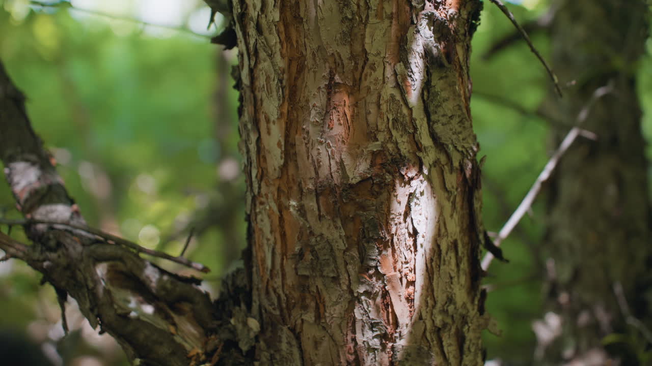 close up view of torso and arm of young man punching rough tree bark, knuckles striking deep grooves in weathered trunk with force in dense sunlit forest scene evoking rugged endurance and raw energy