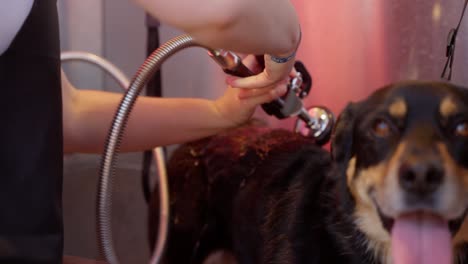 a young woman gives her dog a bath outside in a tub