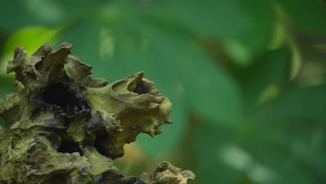 a small bird perches by a natural cavity in a lush green environment