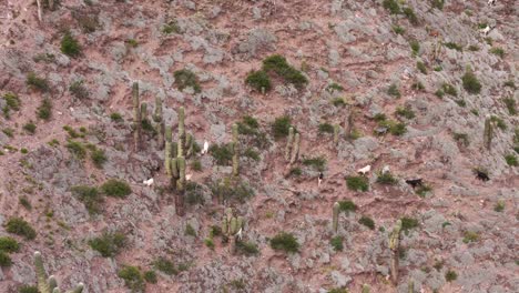 Aerial-view-of-Herd-of-wild-goats-grazing-among-cacti-in-arid-mountains-of-Jujuy-Province,-Argentina