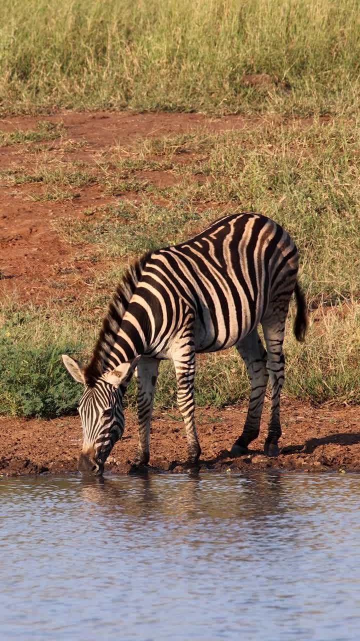Vertical shot of a Nervous Plains Zebra drinking water at river in the African Bush, Kruger National Park