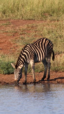 vertical shot of a nervous plains zebra drinking water at river in the african bush, kruger national park