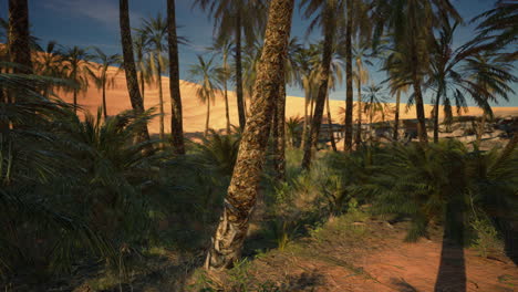 un hermoso oasis desértico