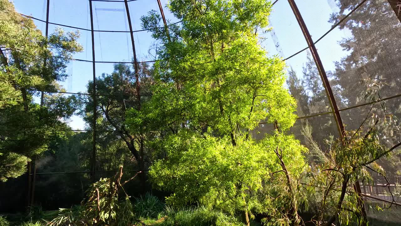 vegetación exuberante dentro de un gran recinto para pájaros