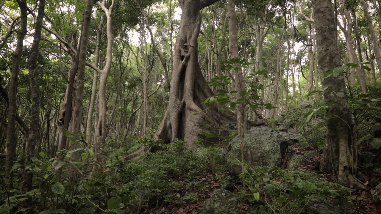 버리 헤즈 국립 공원, 골드 코스트, 오스트레일리아