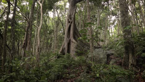 Views-along-the-walking-tracks-in-Burleigh-Heads-National-Park,-Gold-Coast,-Australia