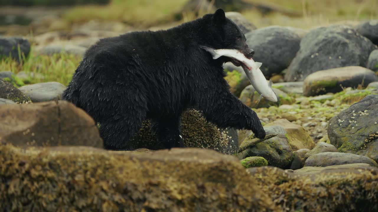 American Black Bear Catching Fish In The River Near Port Hardy In British Columbia, Canada. Slow Motion Shot