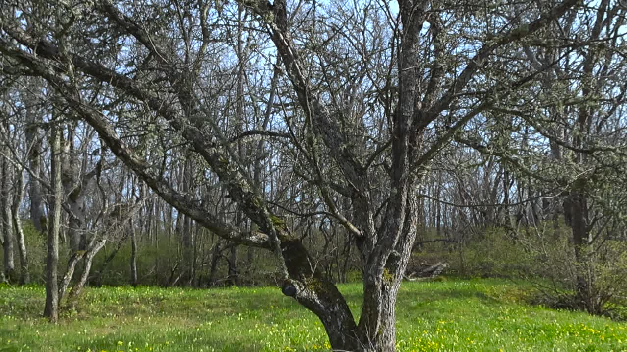 Tilt upward of old apple tree and wide sprawling branches coated in lichen. Puhtu Nature Reserve wooded meadow with leaf buds and fresh green ground. Spring canopy and strong tree presence in glade