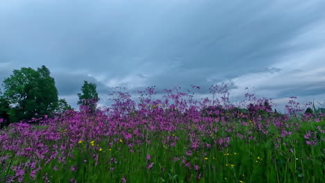 Purple-flower-under-a-dark-cloudy-sky