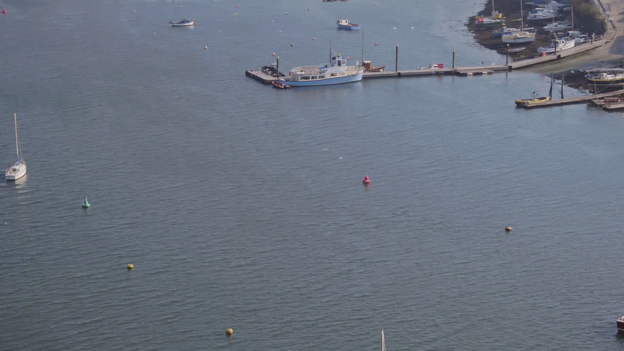 Aerial of a pod of dolphins playing around in a man made marina. Boats, yachts, buoys and pontoons surround them as the traverse back to the sea