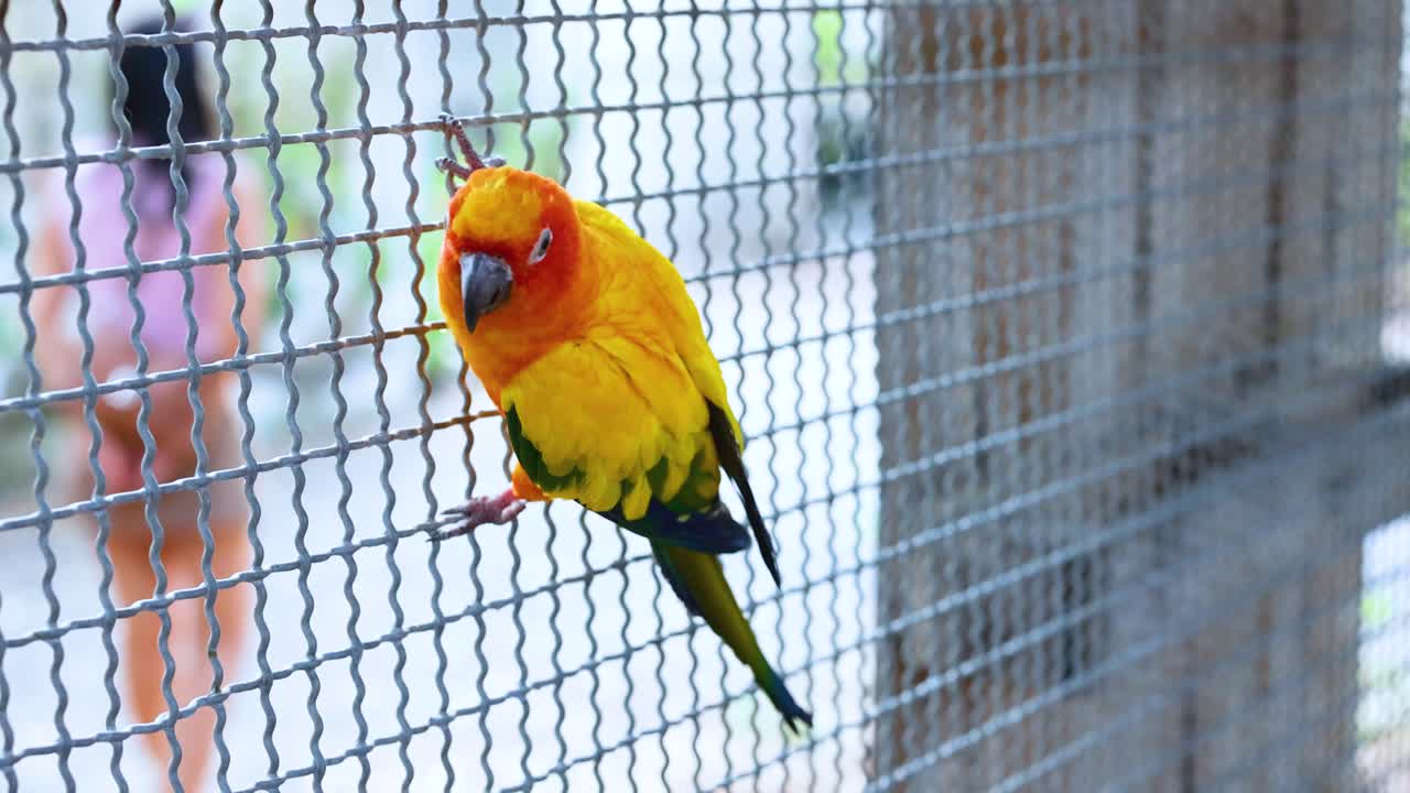 와이어 울타리 에 서 있는 다채로운 무새