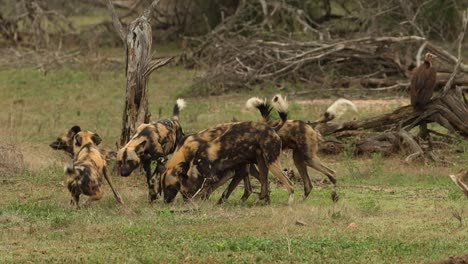 Wildhund-Erbricht-Etwas-Futter-Für-Ein-Rudelmitglied,-Krüger-Nationalpark