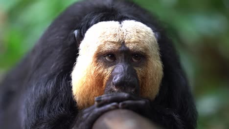 selective focus close up shot of an arboreal creature capturing the details of a wild male white faced saki monkey, pithecia pithecia resting on handrail against blurred forest environment background