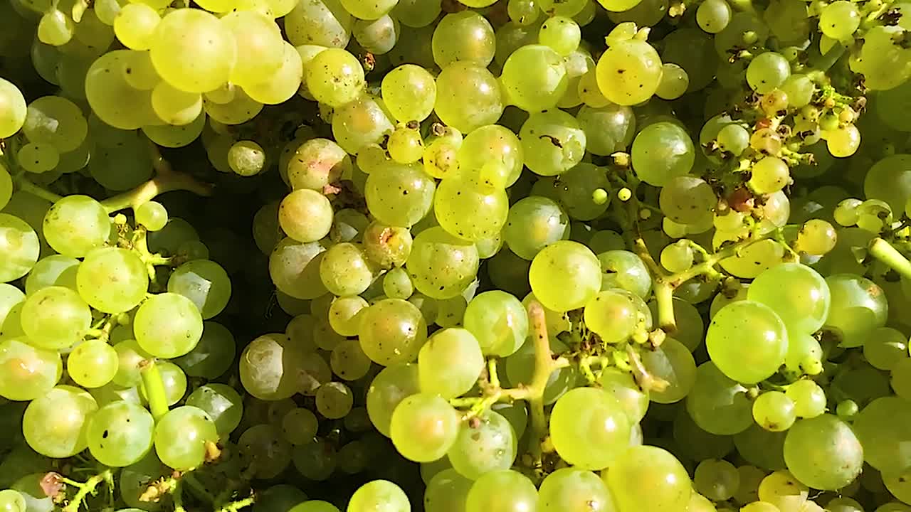 신선한 녹색 포도 의 클로즈업