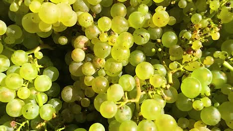 primer plano de las uvas verdes frescas