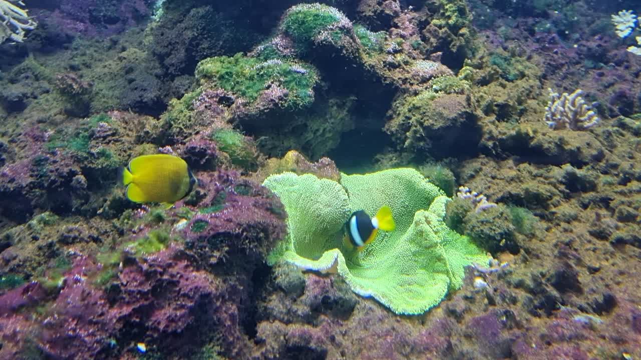 Clownfish interacting with a vibrant green sea anemone on a rocky reef floor in a tropical aquarium