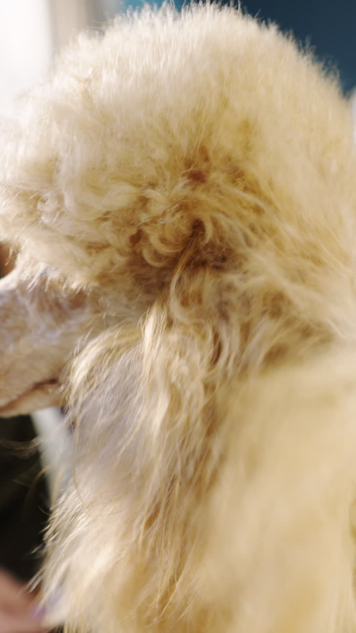Primo piano di un simpatico barboncino che si guarda intorno in interni