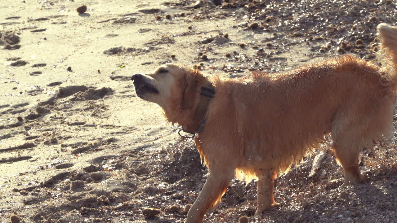 Golden Retriever dog shaking the water off, on the beach on a sunny day
