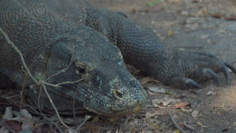 Komodowaran-Schnüffelt-Mit-Seiner-Gespaltenen-Zunge-In-Der-Luft,-Um