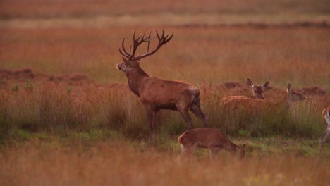 red deer stag bellows in early morning surrounded by harem of hinds, the rut