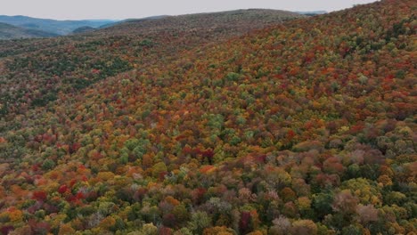 Volando-Sobre-Coloridos-Y-Densos-Bosques-Otoñales-En-Estados-Unidos---Disparo-De-Drones