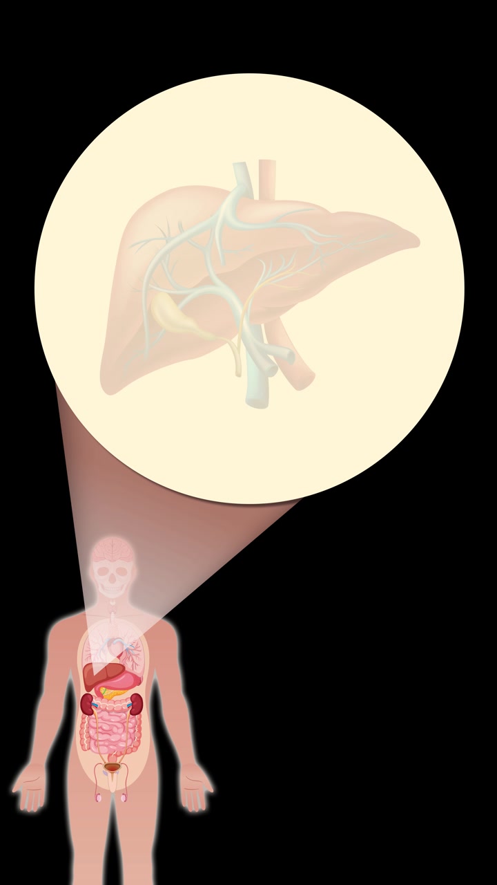 A medical animation transitions from a full human silhouette to a detailed anatomical view, then zooms in to focus on the liver’s structure and blood vessels