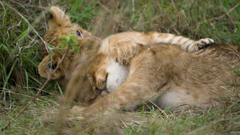 cute lion cubs play fighting on grass, close-up static shot