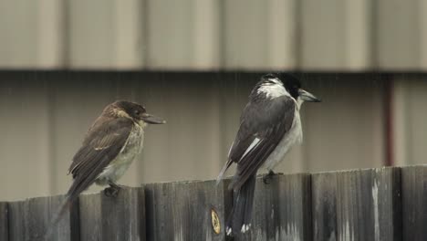 Butcherbird-Y-Joven-Pajarito-Juvenil-Encaramado-En-La-Valla-Lloviendo-Durante-El-Día-Australia-Gippsland-Victoria-Maffra-Tiro-Medio