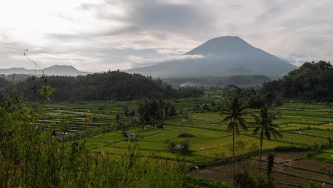 volcanic landscape with rice terraces