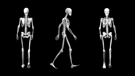 different view of a walking skeleton