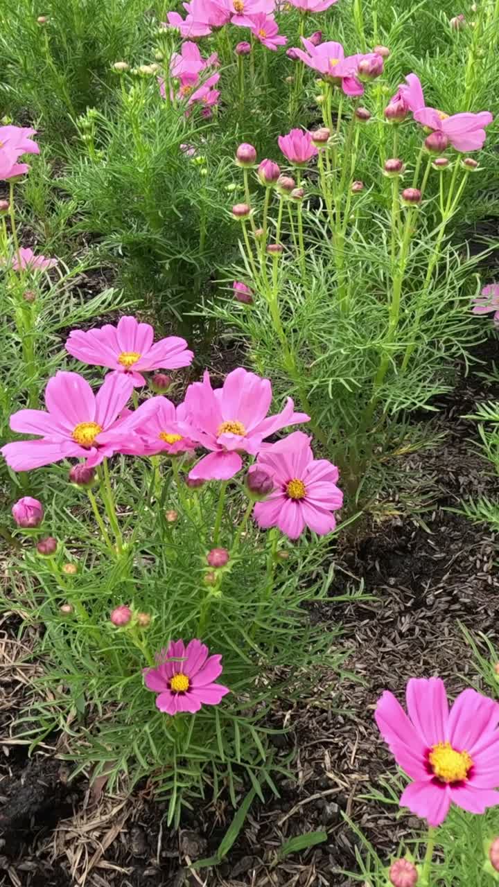 el lapso de tiempo de las flores que florecen en un jardín.